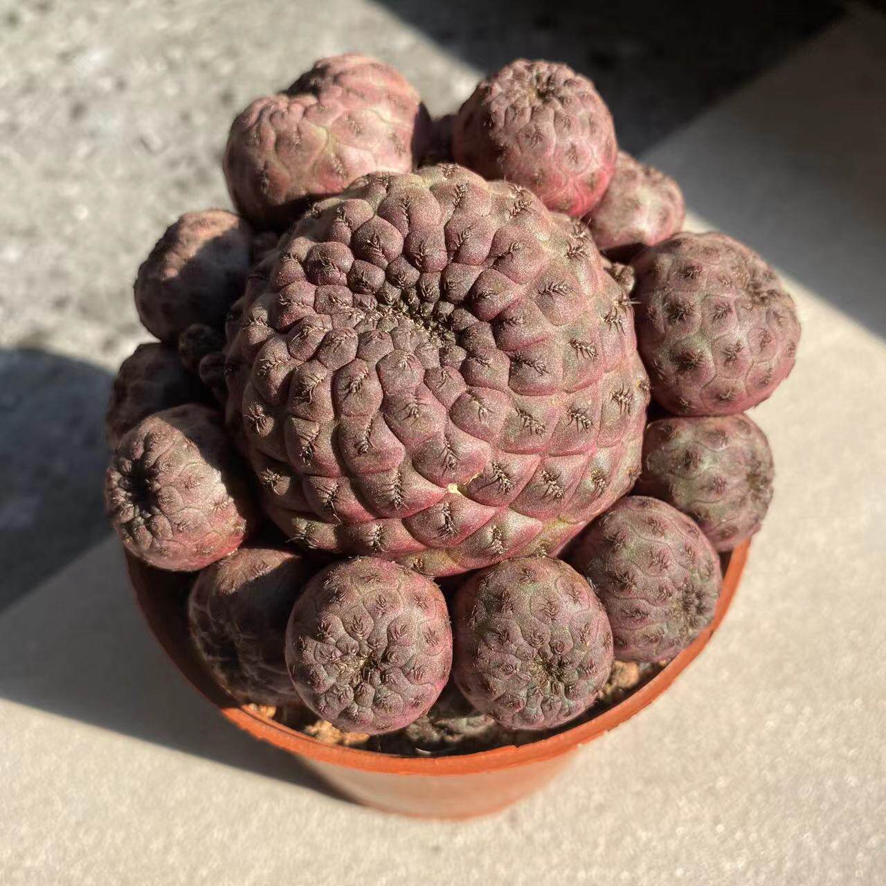 红丽丸仙人球群生多头稀有品种冷门多肉植物室内花卉盆栽开花