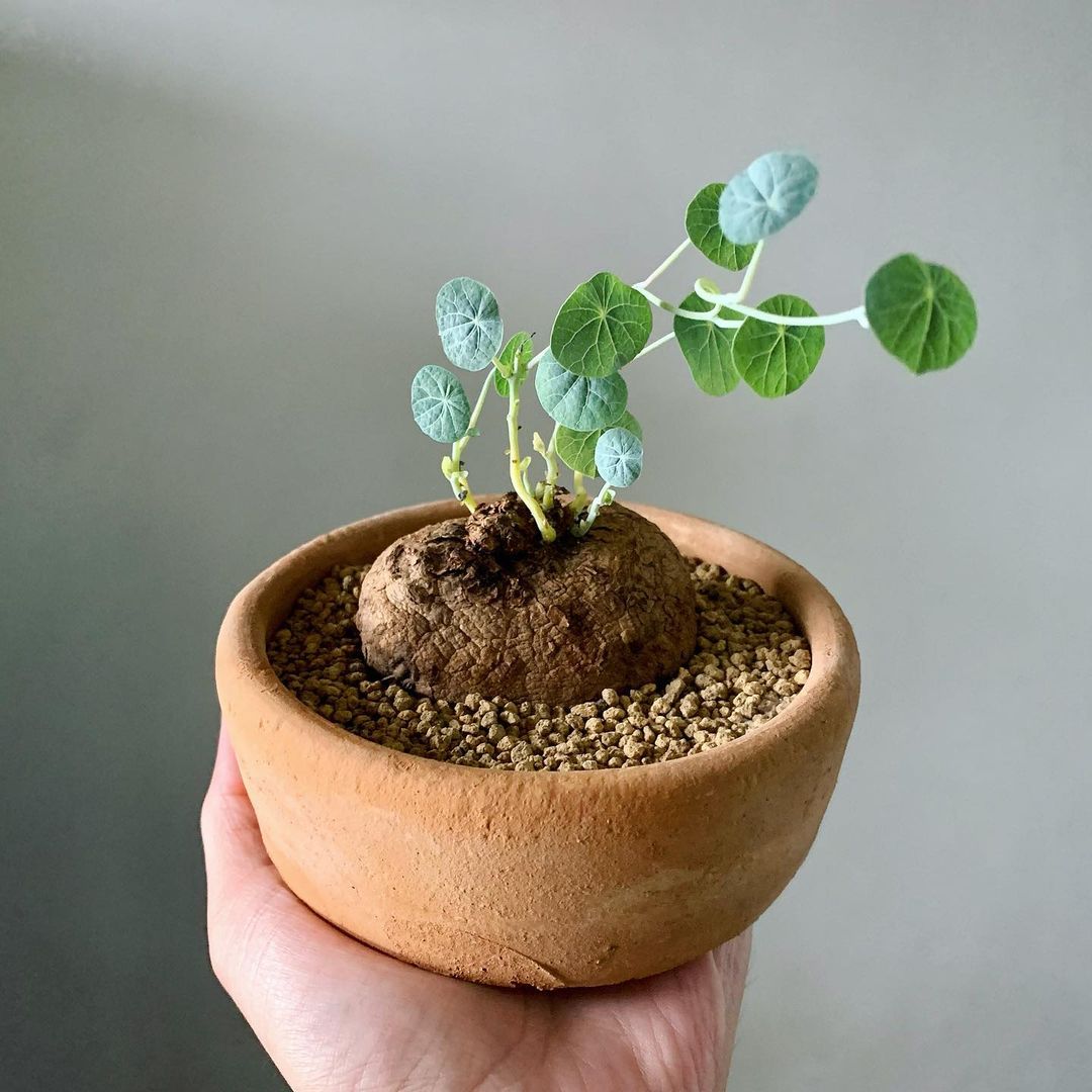 山乌龟圆叶开花块根多肉植物室内桌面绿植小盆栽趣味爬藤进口