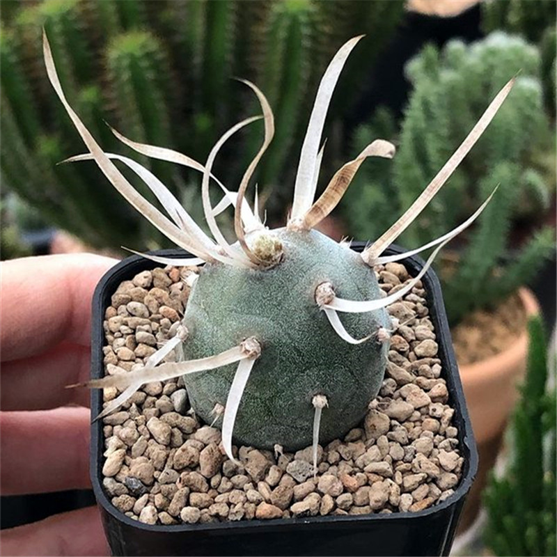 武藏野纸刺团扇仙人球 稀有软刺不扎手仙人掌多肉植物观赏小盆栽