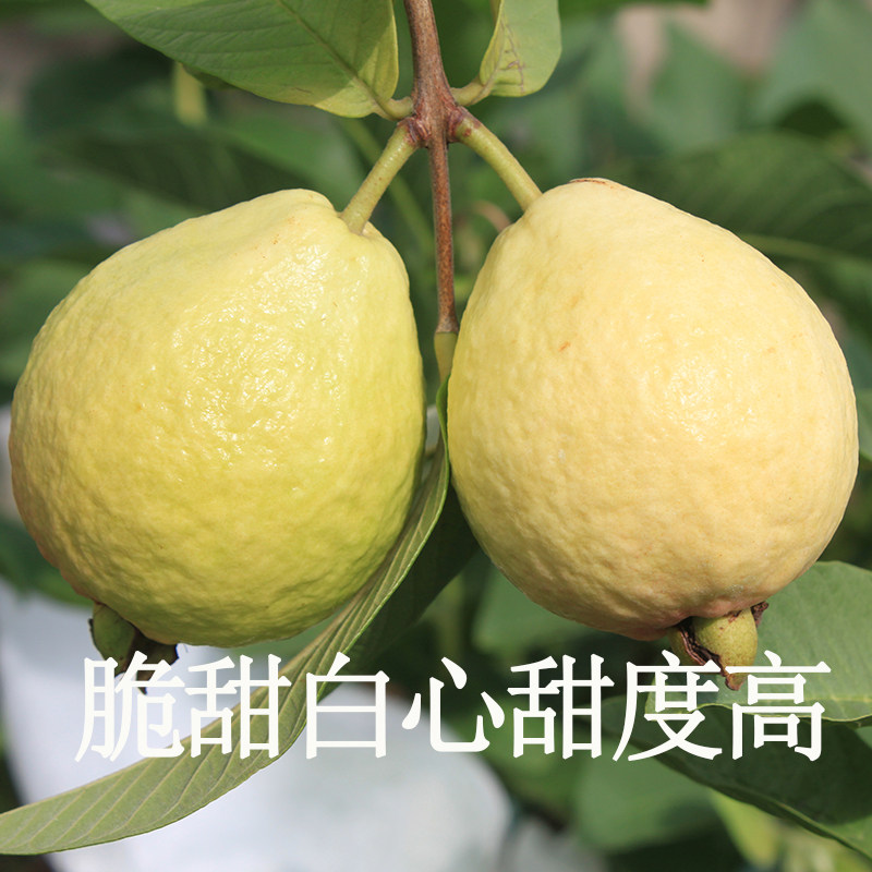 脆甜白芭乐4斤包邮白心品种新鲜现摘替代红肉红宝石比红宝石还甜