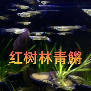 原生鱼活体鱼缸冷水淡水观赏鱼活鱼红树林青鱂桂系青鱂群游除油膜