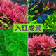 鱼缸造景套餐阴性水榕沉木活体真水草淡水无土植物增氧趴地矮珍珠