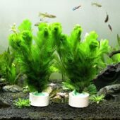 鱼缸装 饰新手水草植物入门级懒人超值造景水榕牛毛莫斯阴性蜈蚣草