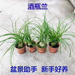 酒瓶兰盆栽桌面植物趣味水培绿植净化空气耐寒耐旱花卉微景观盆景