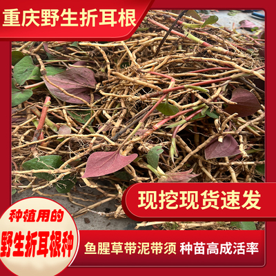 新鲜野生鱼腥草种子种苗现挖带须老折耳根节节根鱼星老根带泥发货