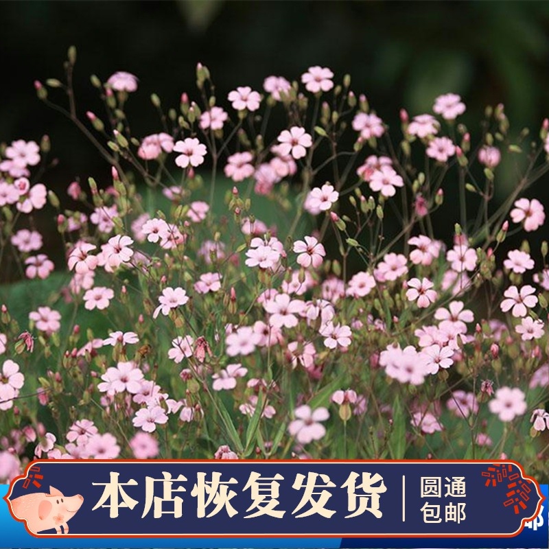 满天星阳台雏菊多色植物花种籽