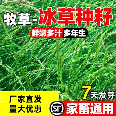 冰草种子防风固沙扁穗细茎