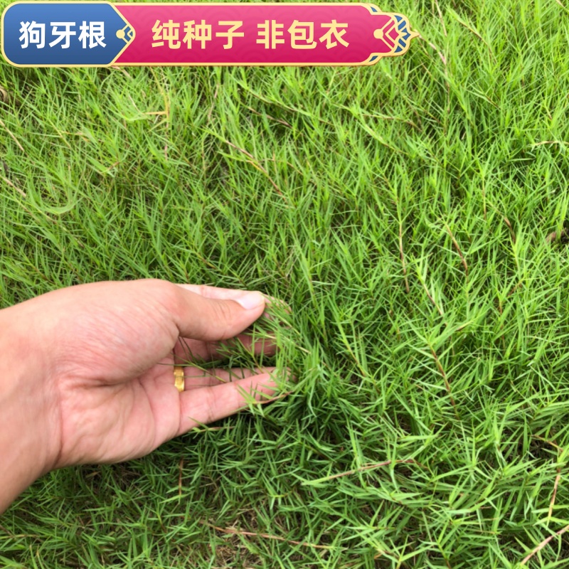 狗牙根草籽净籽四季种夏季易活耐高温庭院绿化矮生百慕大草坪草籽