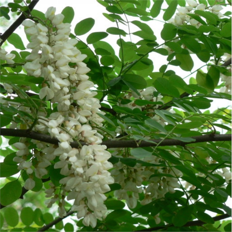 刺槐种子白花树香紫穗洋