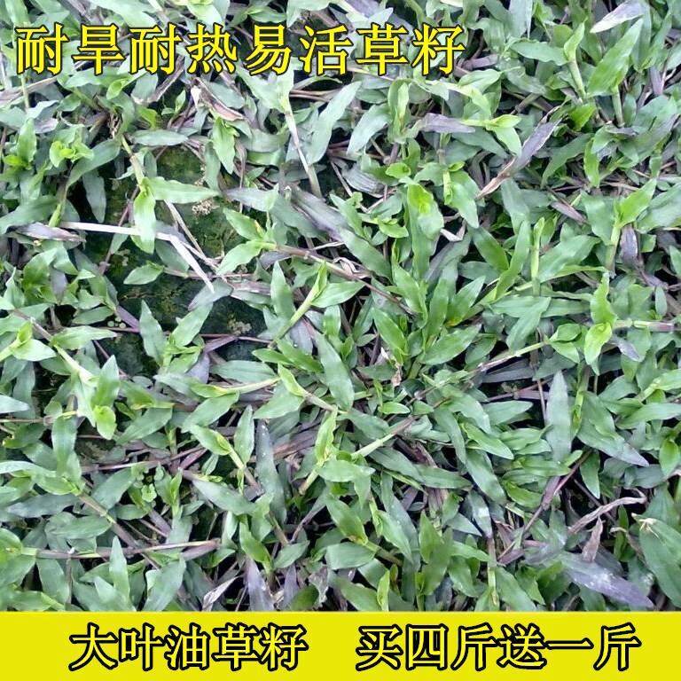 四季草坪种子地毯大叶油籽