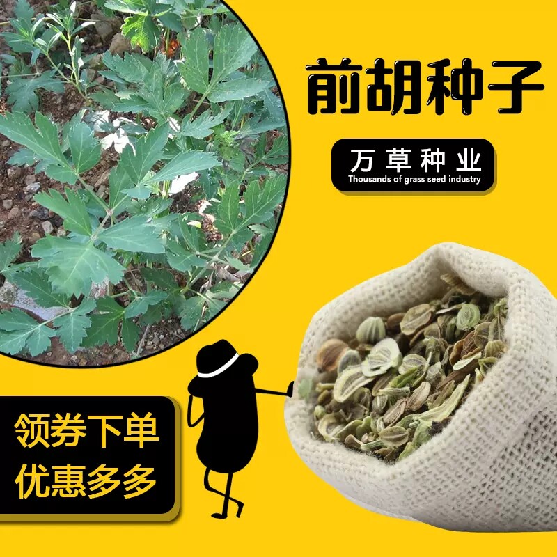 新采摘白花前胡种子包发芽率