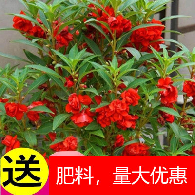 重瓣凤仙花籽苗指甲染草种