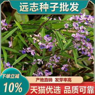 远志种子抽芯远志苗中药材非野生远志种籽500g克可做茶