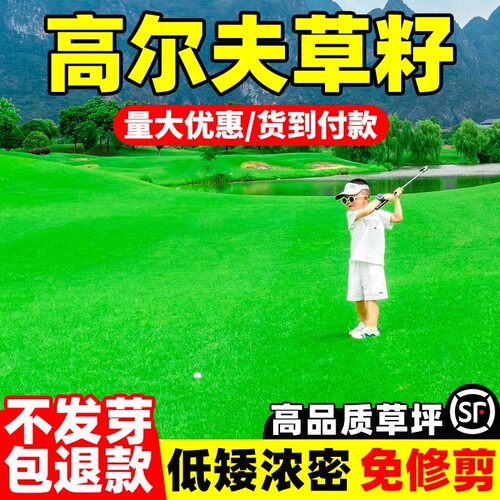 高尔夫草籽种子地毯草种籽免修剪耐践踏矮生庭院别墅高档草坪草籽
