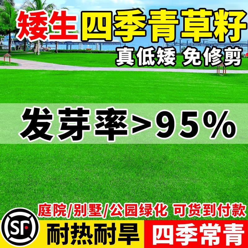 矮生四季青草籽免修剪坪种