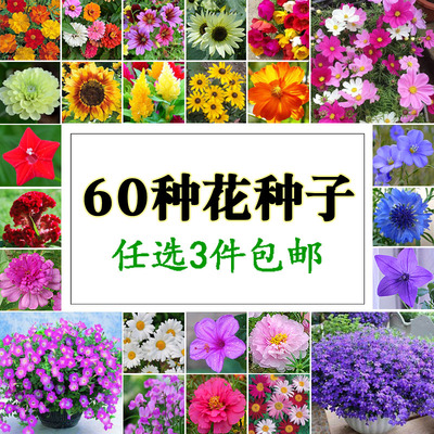 春夏播花种子集合阳台盆