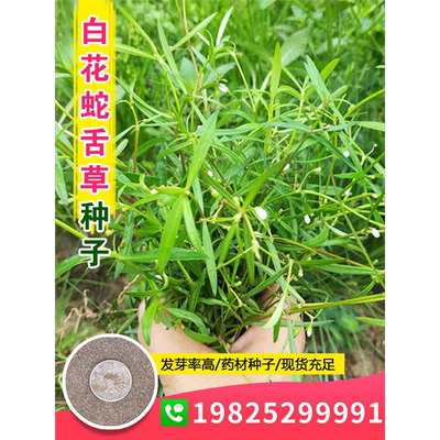 百花白蛇舌草种子药材籽四