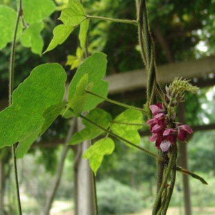 葛藤种子护坡种籽背藤野葛根沙土巩固爬藤拉巴豆边坡绿化藤本植物