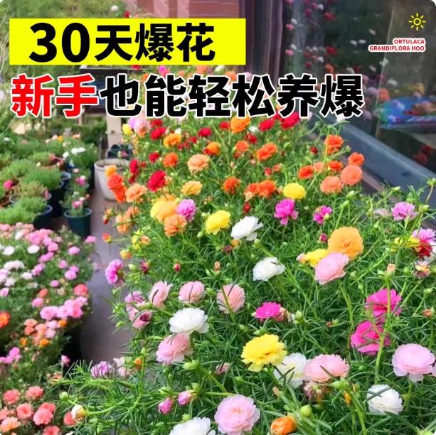 重瓣太阳花种籽室内外阳台盆栽花卉种子播种易活小雏菊格桑花籽种