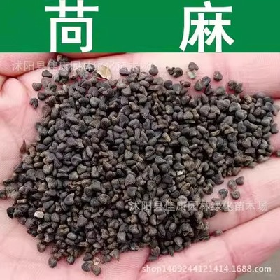 苘麻子青麻种子苎麻线麻中药材冬葵种子小苘子做麻绳用青麻种子籽