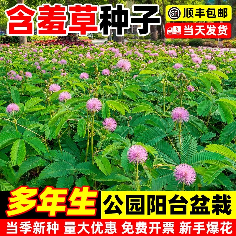 含羞草种子害羞花四季播种苗花卉