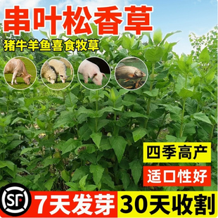进口串叶松香草籽多年生牧草种子畜牧养殖猪牛羊鹅畜禽香槟菊花草