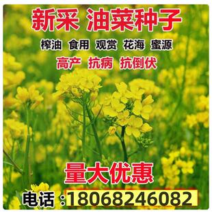 油菜花种子高产耐寒耐旱抗倒观赏食用高产早熟高出油多油菜花种籽