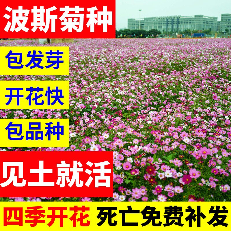 格桑花种籽子波斯菊四季开花图片