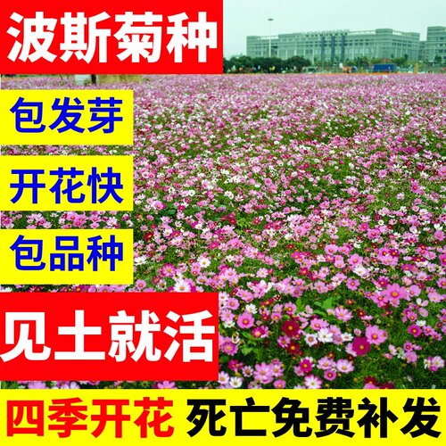 格桑花种籽子波斯菊四季开花