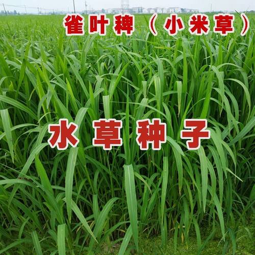 小米草种子水鱼虾蟹牧籽