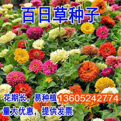 百日草种子混色菊花籽四季