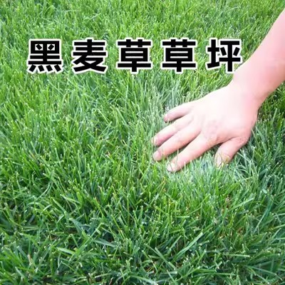 草坪籽黑麦种丹蓝标多年生子