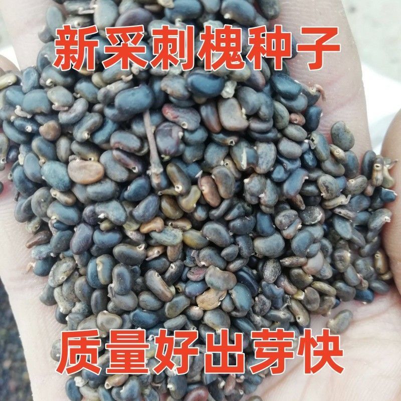 新采刺槐种子 白刺槐树种子 洋槐 紫穗槐种子蜜蜂采蜜槐灌木护坡