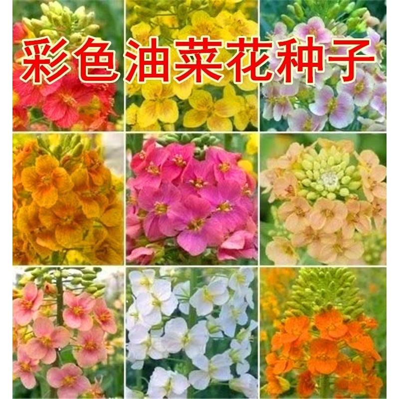 彩色油菜花种子观赏海室外