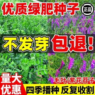 绿肥种子毛叶苕子种长柔毛野豌豆种籽光叶紫花苕果园养蜂蜜源草种