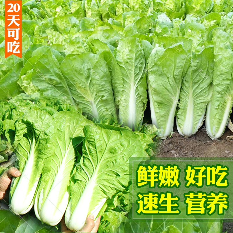 快菜种子有机小白菜籽四季播早熟春季夏秋冬季种青蔬菜菜种孑阳台