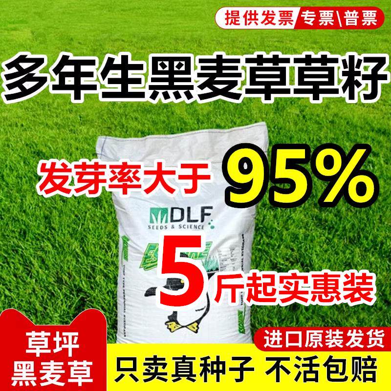 草坪籽黑麦种多年生矮耐寒