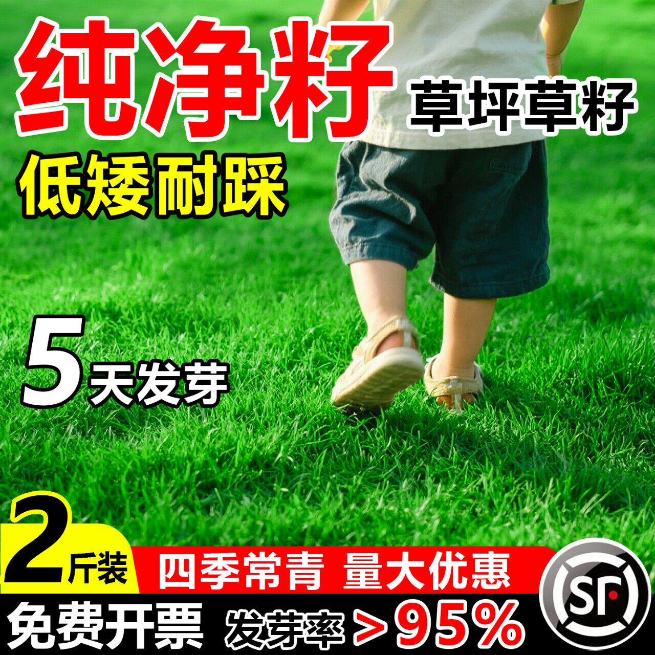 矮生草坪草籽纯净籽耐寒耐旱四季