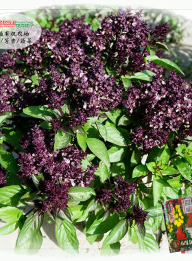 芳香种子罗勒九层塔桂皮法