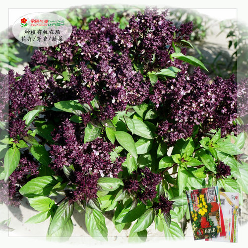 芳香种子罗勒九层塔桂皮法