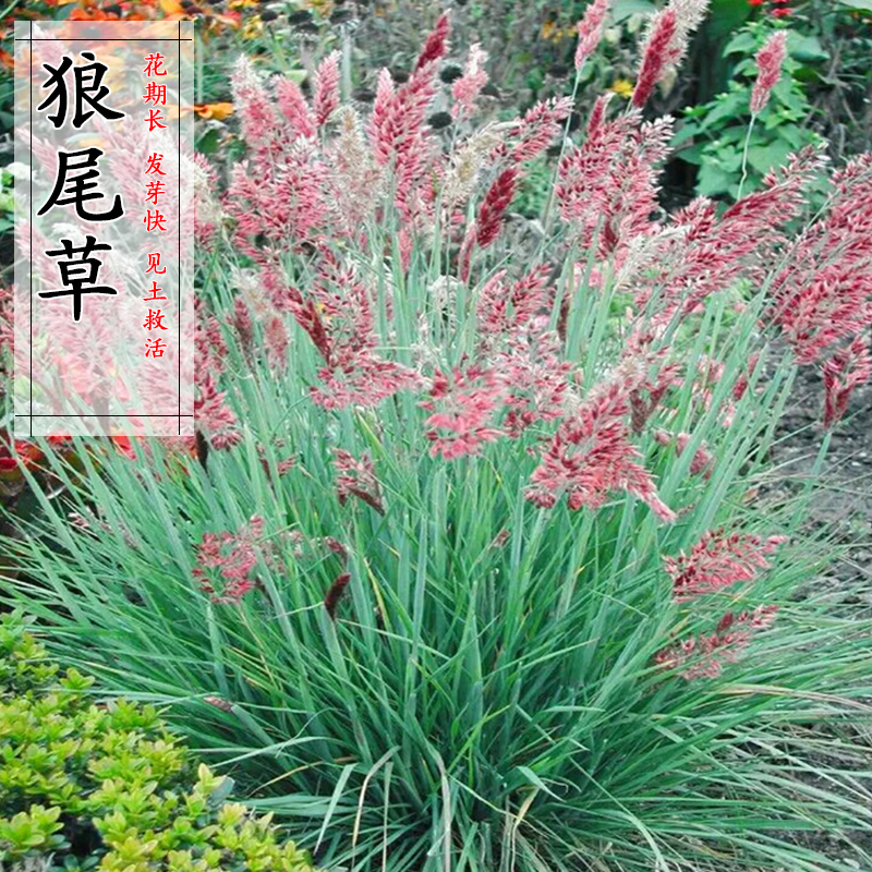 护坡观赏狼尾草种子狗尾巴草种子 美观四季易种芮草种子