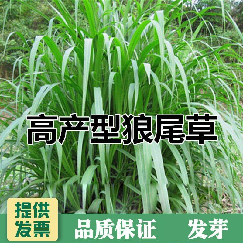 杂交狼尾草种子速生养殖牧草营养丰富猪牛羊鸡鸭鹅鱼兔饲料草种籽