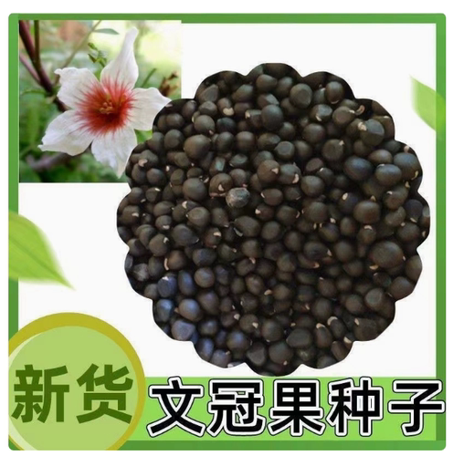 文冠果种子园林绿化花卉用种林木果树多年生观赏树木油料树种子