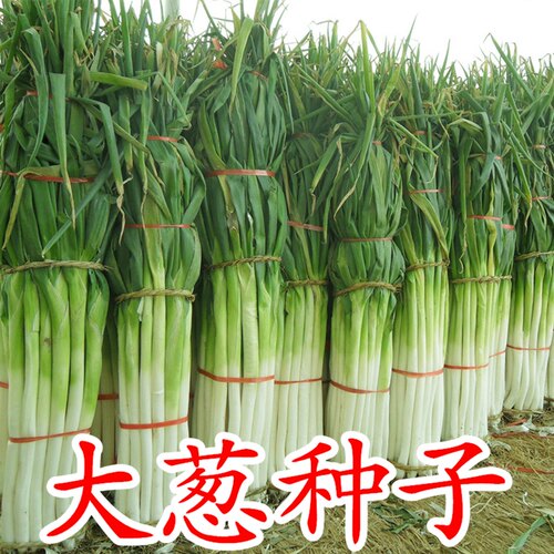 山东章丘大葱种子正宗正宗