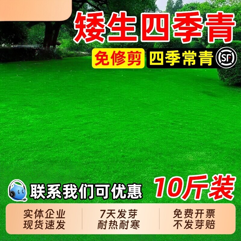 矮生四季青草籽免修剪耐热耐旱草