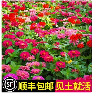 播种开花易活花籽庭院阳台盆栽 百日草花籽混色百日菊花种籽子四季