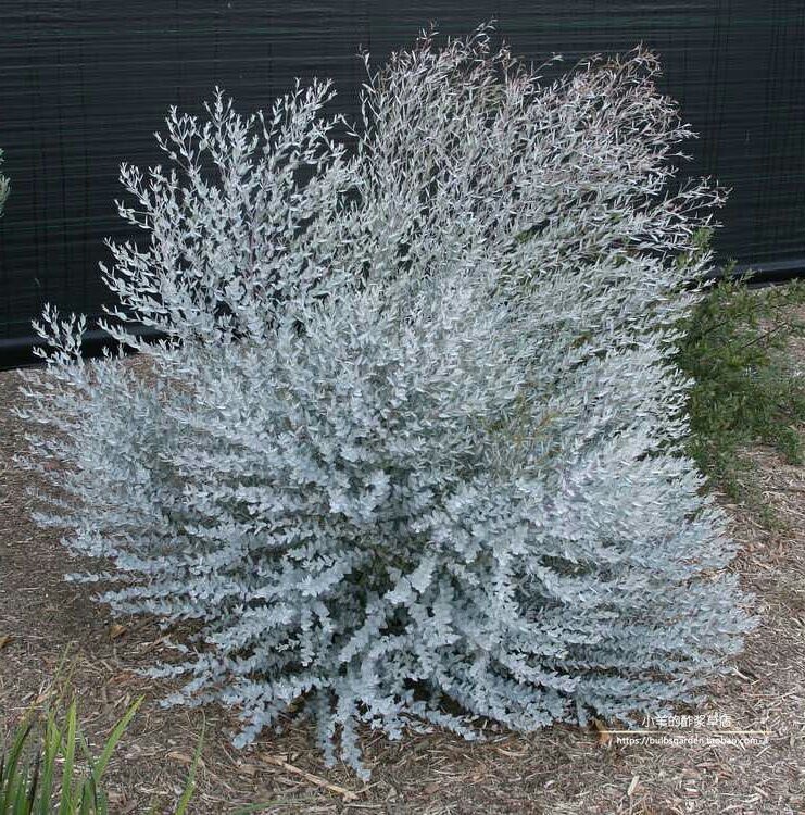 【种子】多年生 尤加利桉树 月亮湖 eucalyptus "moon lagoon 5粒