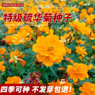 硫化菊花籽四季播种开花易种活耐贫瘠种籽波斯菊黄秋英硫华菊花籽
