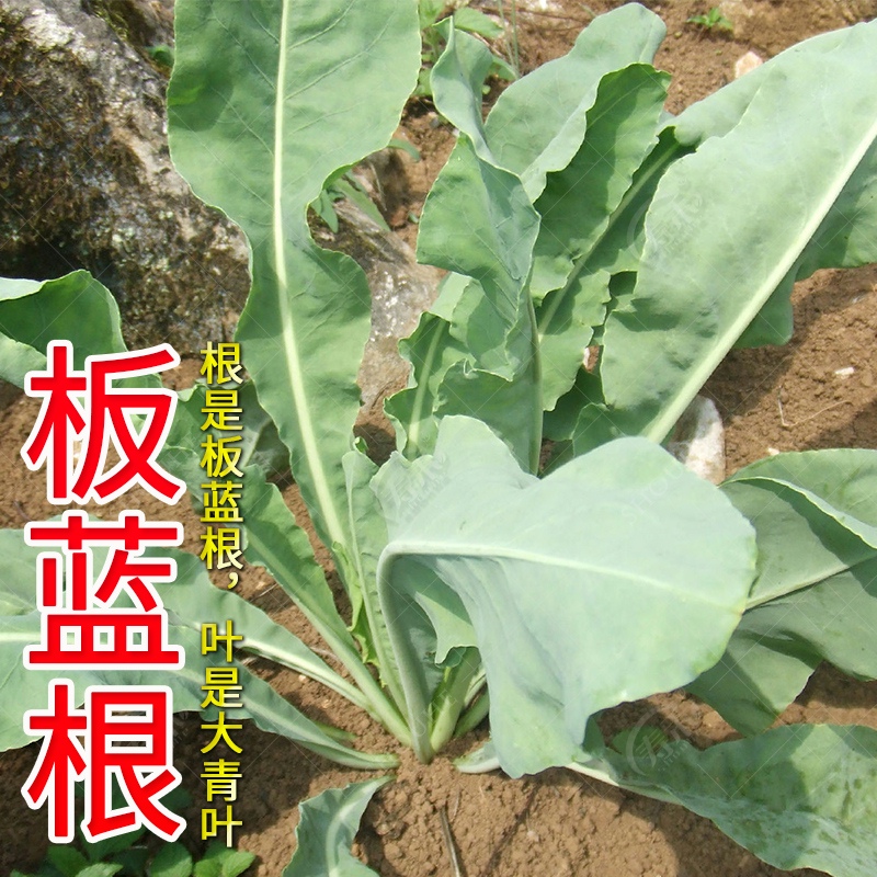 大青叶板蓝根种子种籽孑苗植物中药子种种植苗秧中草药秧苗植物