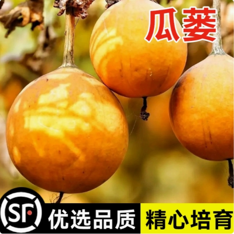 瓜蒌种子籽苗中药材种子食用干净无杂吊瓜栝楼四季播种野生瓜蒌皮